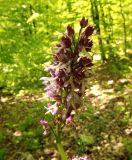 Orchis purpurea ssp. caucasica