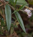 Aristeguietia persicifolia. Верхушка веточки высокого куста. Перу, регион Куско, археологический комплекс \" Писак\", склон правого борта реки Riachuelo Quitamayo. 12.10.2019.