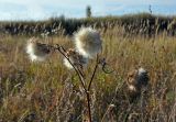 Cirsium vulgare. Верхушка усыхающего плодоносящего растения. Тульская обл., Узловский р-н, окр. с. Люторичи, залежь. 04.10.2020.