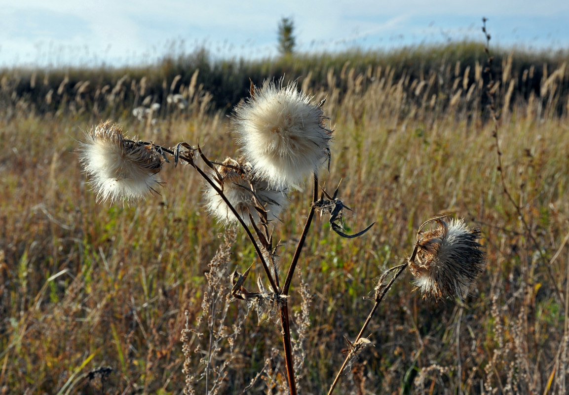 Image of Cirsium vulgare specimen.