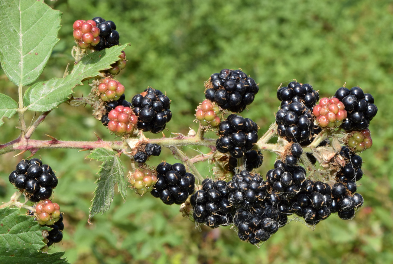 Изображение особи Rubus sanctus.