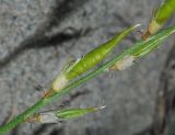Oxytropis teres. Плоды. Республика Алтай, Чемальский р-н, урочище Чечкыш, низкий, затапливаемый в начале лета, песчанно-галечниковом берег рукава русла р. Катунь. 13.09.2010.