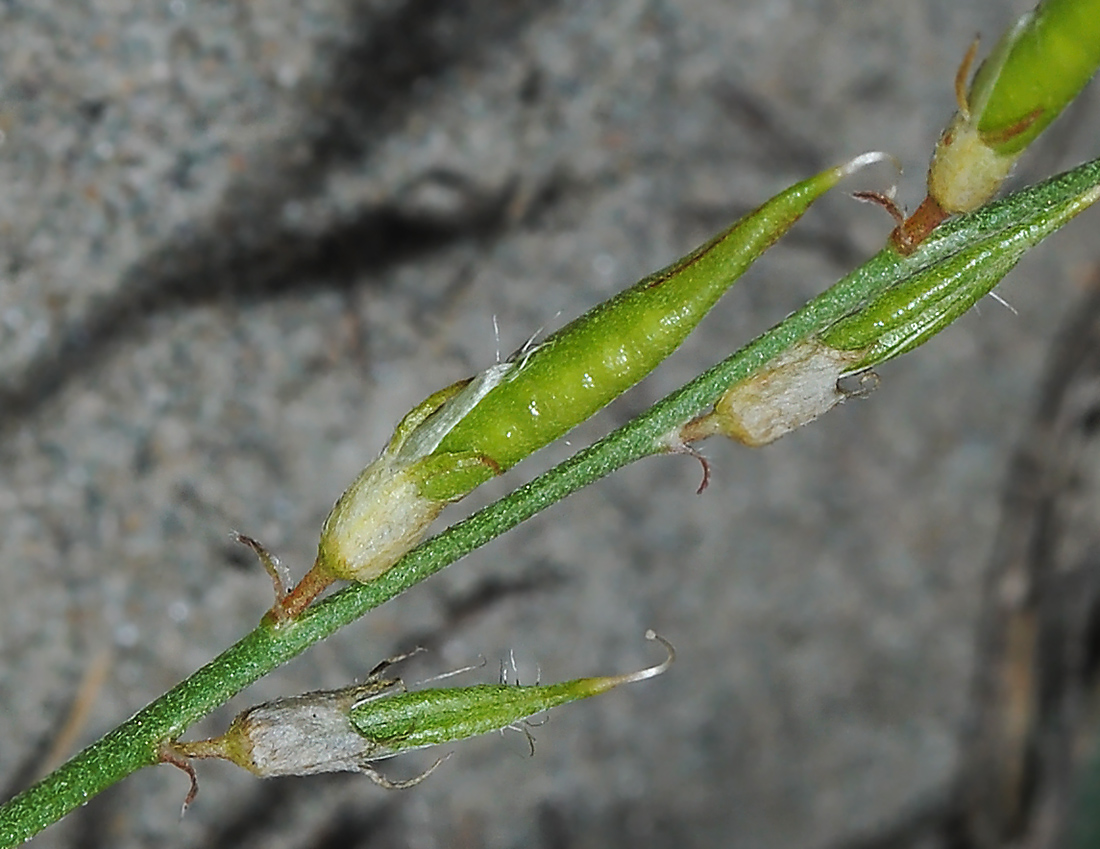 Изображение особи Oxytropis teres.