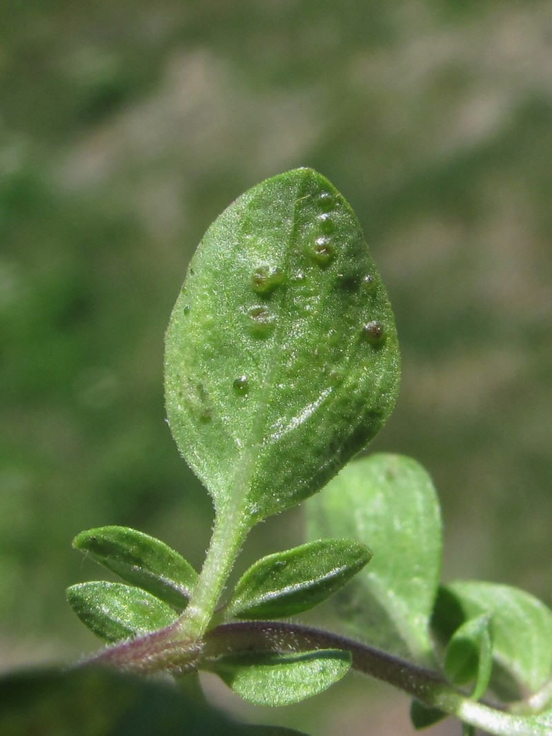 Image of genus Origanum specimen.