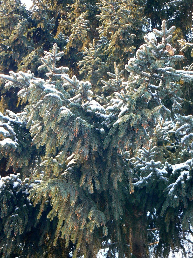 Изображение особи Picea asperata.