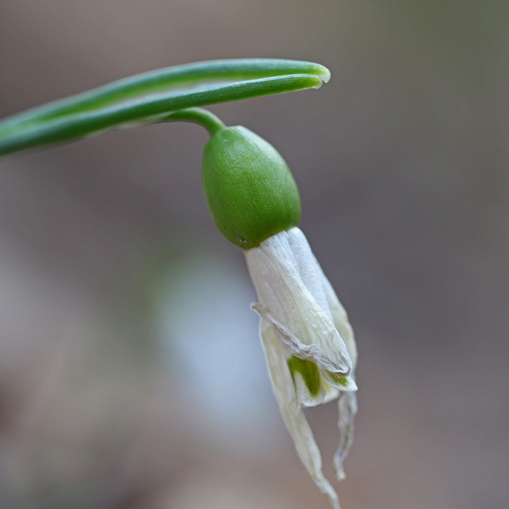 Image of Galanthus alpinus specimen.