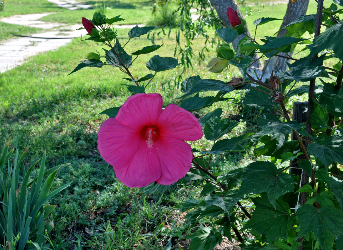 Image of Hibiscus &times; hybridus specimen.