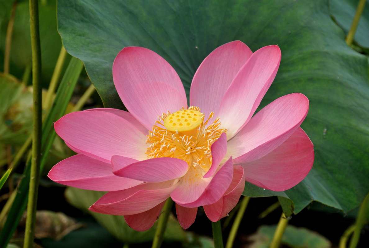 Image of Nelumbo caspica specimen.