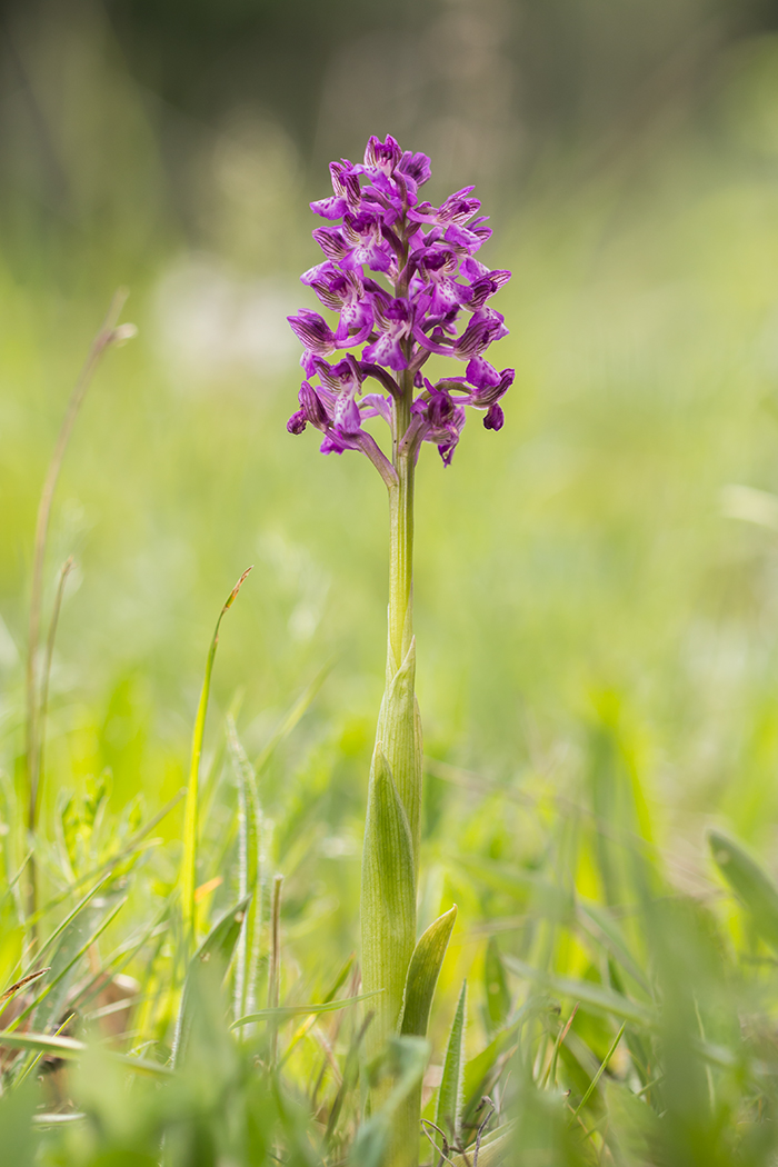 Image of Anacamptis morio ssp. caucasica specimen.