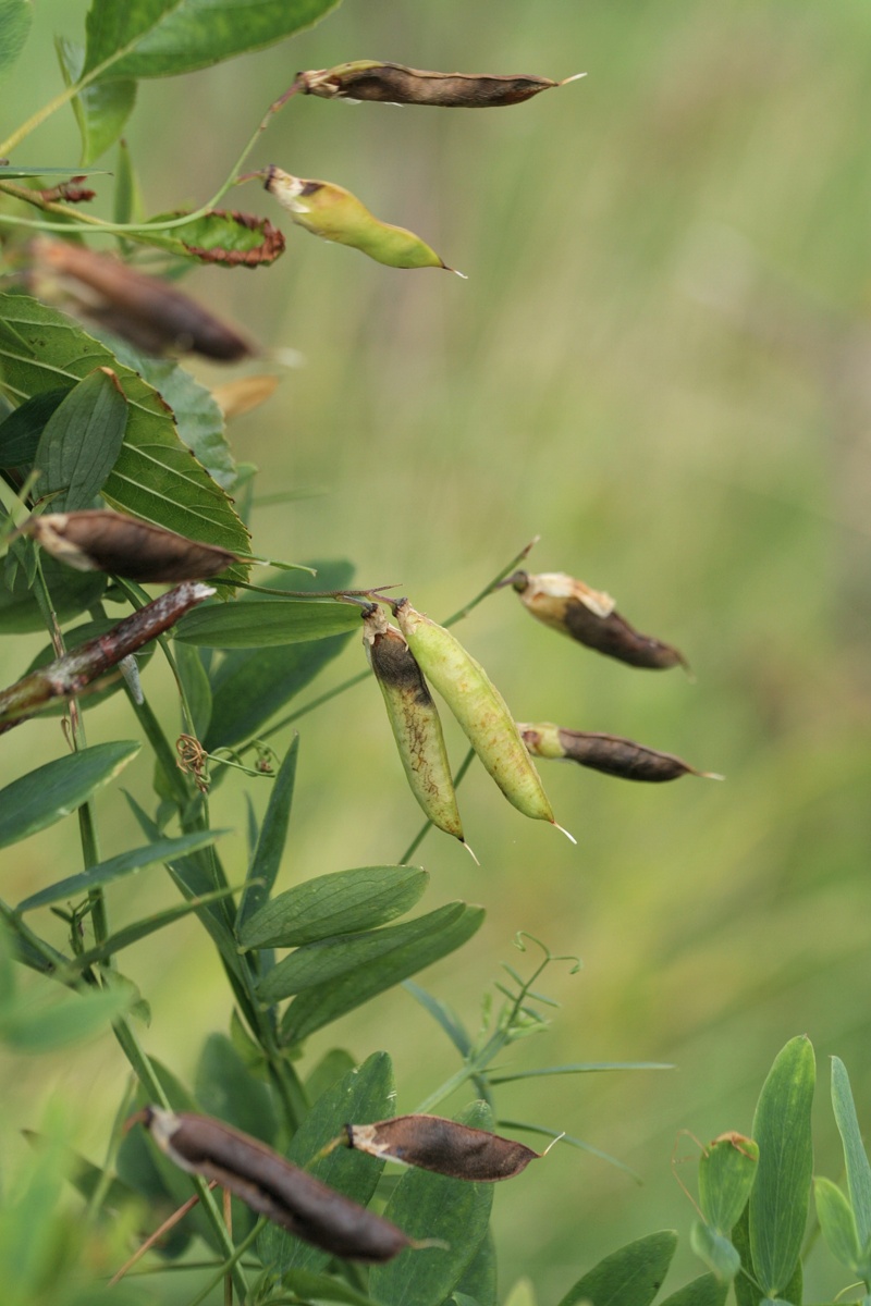 Image of Lathyrus palustris specimen.