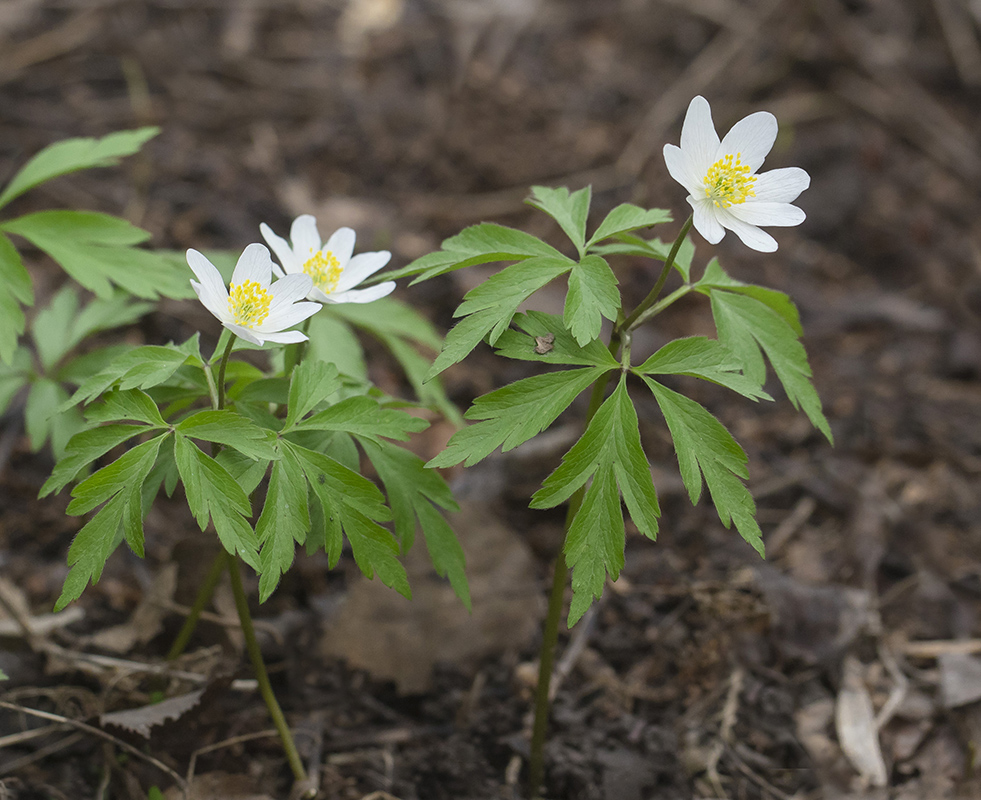 Изображение особи Anemone nemorosa.