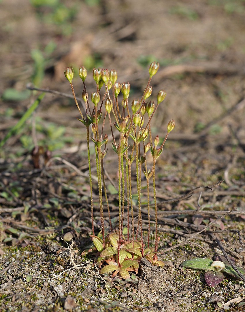 Изображение особи Androsace elongata.