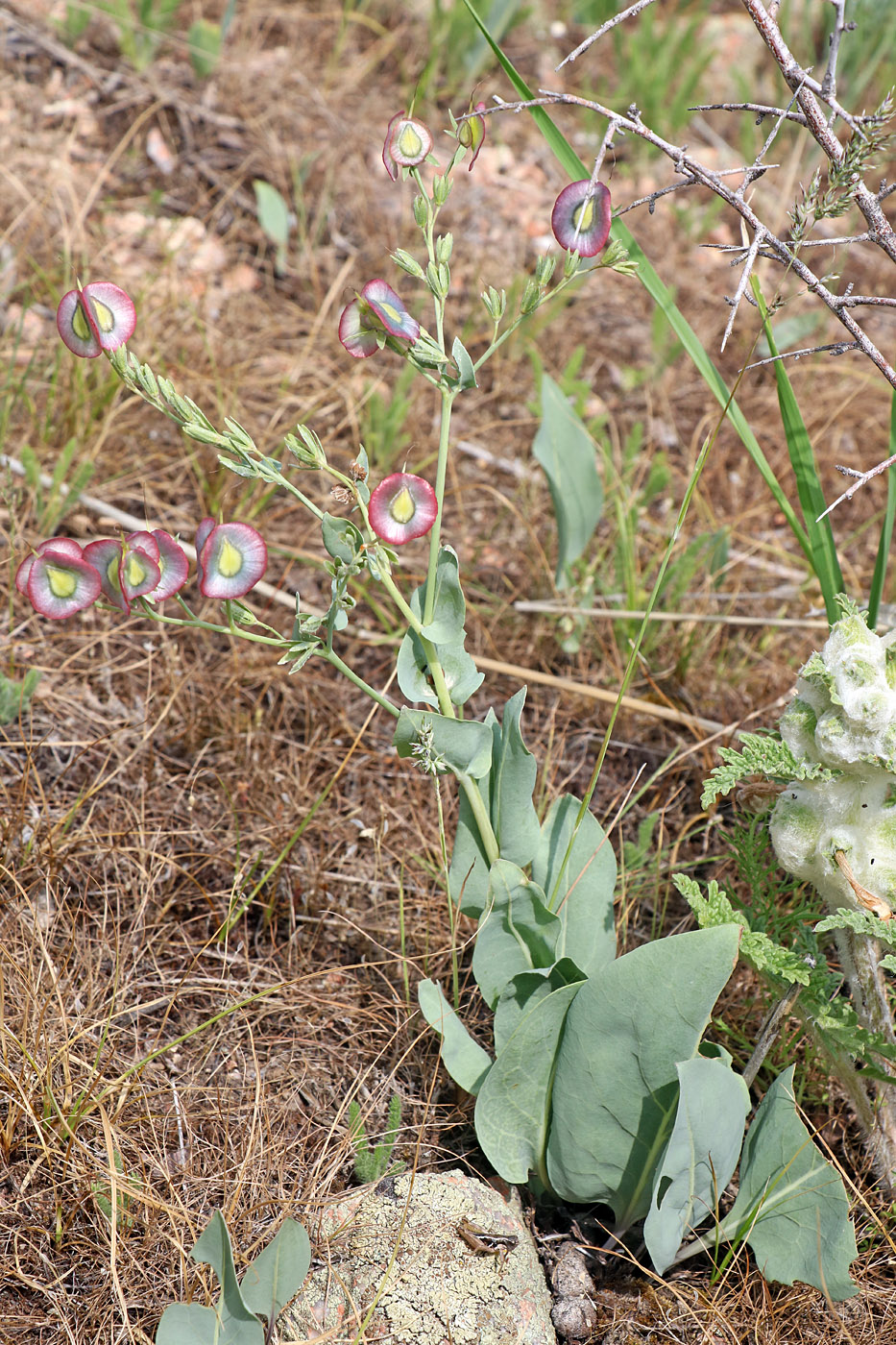 Изображение особи Rindera tetraspis.