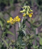 Lathyrus pratensis