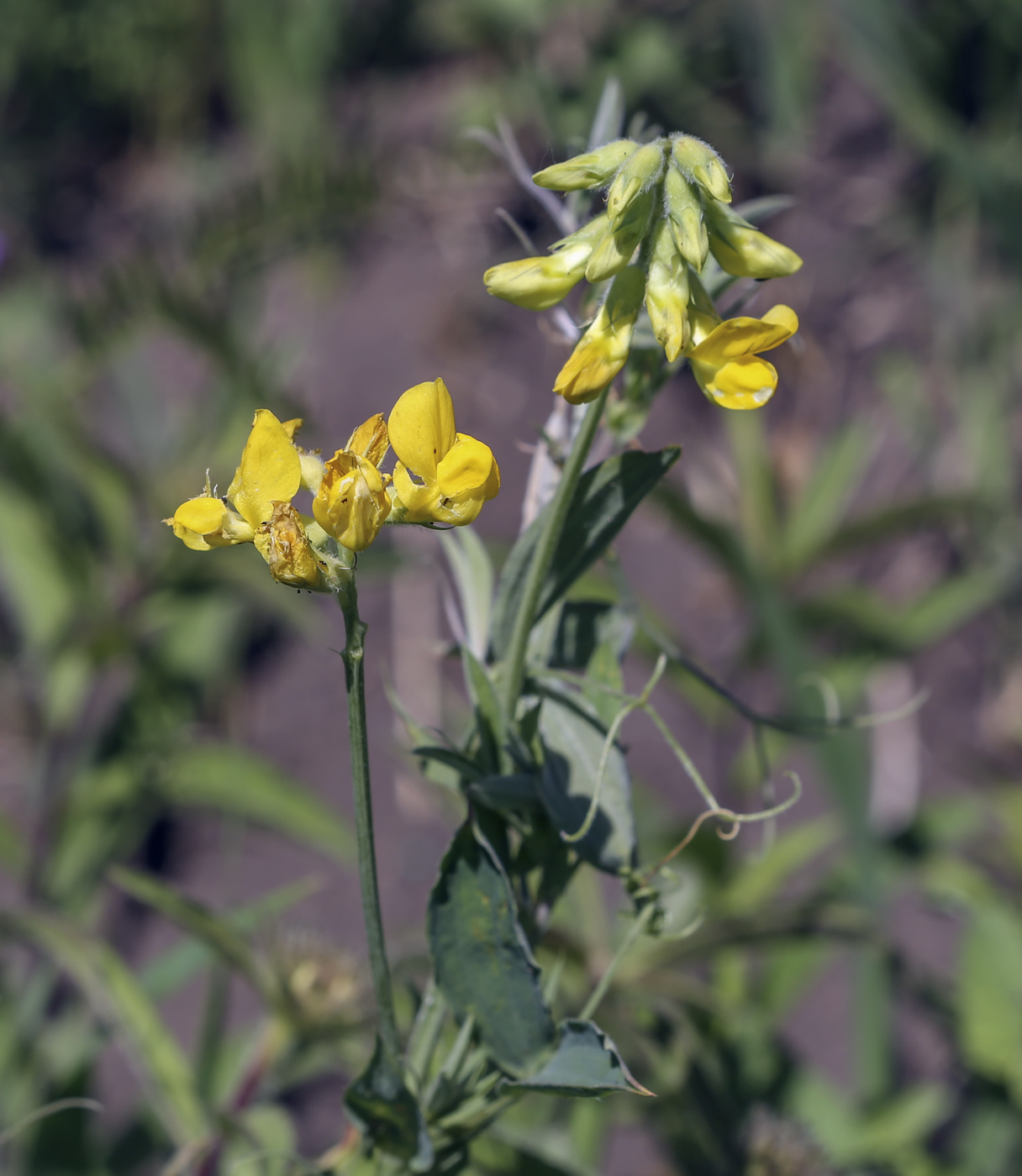 Image of Lathyrus pratensis specimen.