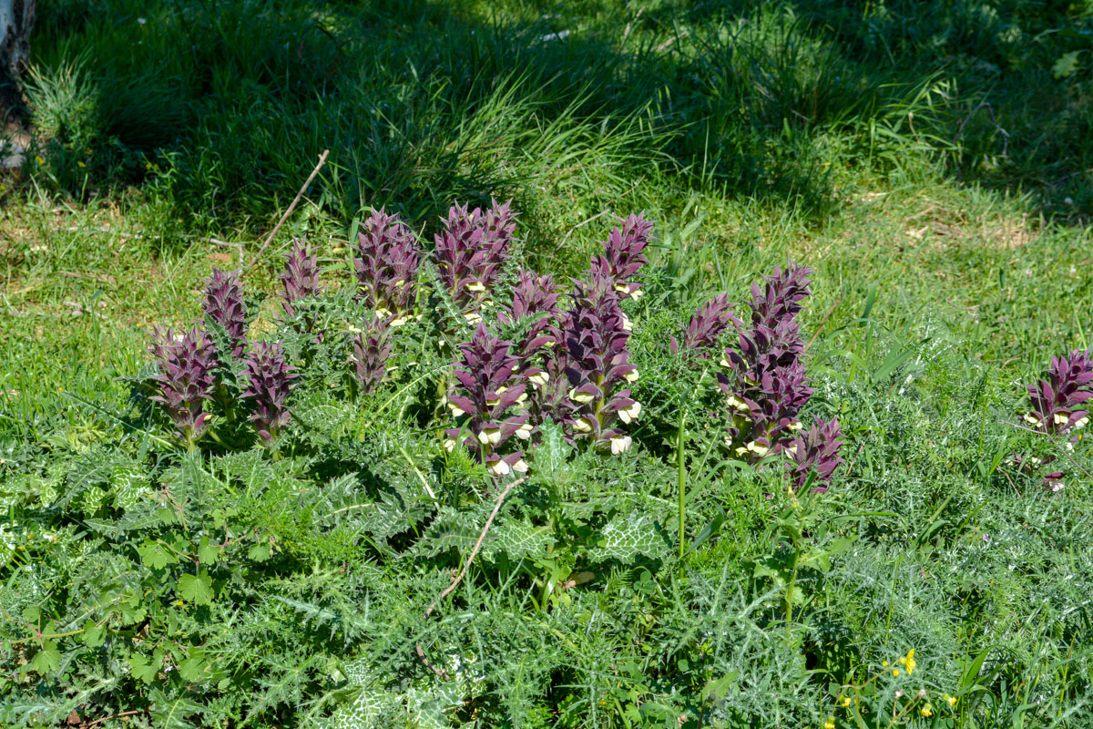 Изображение особи Acanthus syriacus.