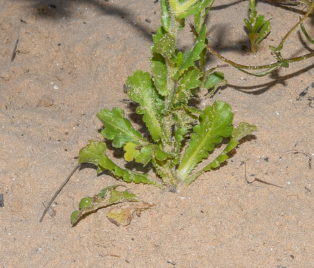 Image of Heteranthemis viscide-hirta specimen.