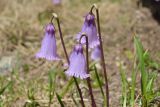 Soldanella pusilla