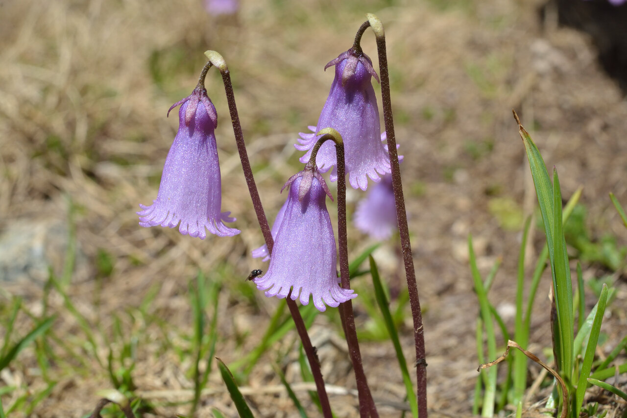 Изображение особи Soldanella pusilla.