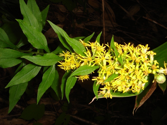 Изображение особи Solidago virgaurea ssp. dahurica.