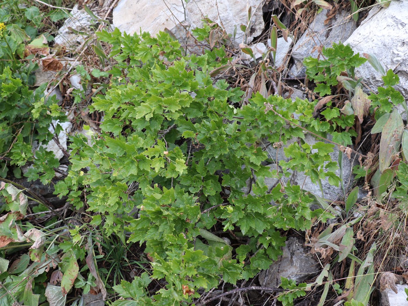 Image of Ribes meyeri specimen.