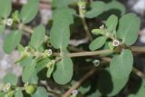 Euphorbia serpens