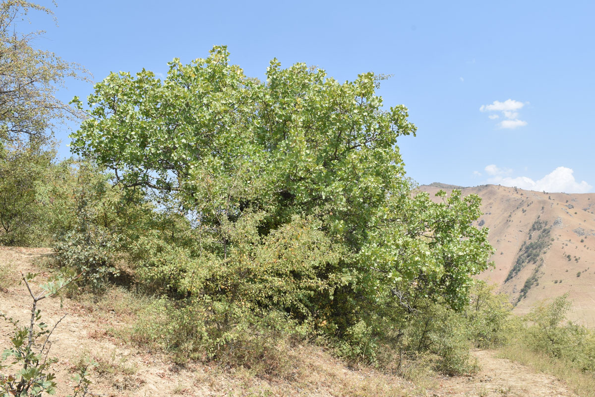 Image of Pistacia vera specimen.