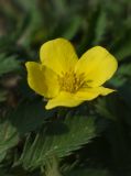 Potentilla anserina. Цветок. Татарстан, г. Казань, песчаный берег р. Казанка у Кремлёвской транспортной дамбы. 13.08.2021.
