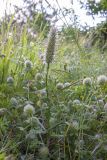 Trifolium angustifolium