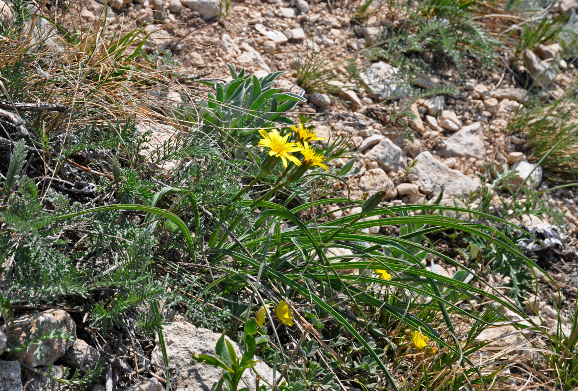 Изображение особи Scorzonera austriaca.