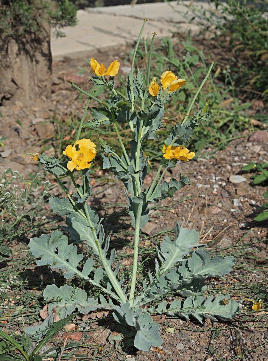 Изображение особи Glaucium flavum.