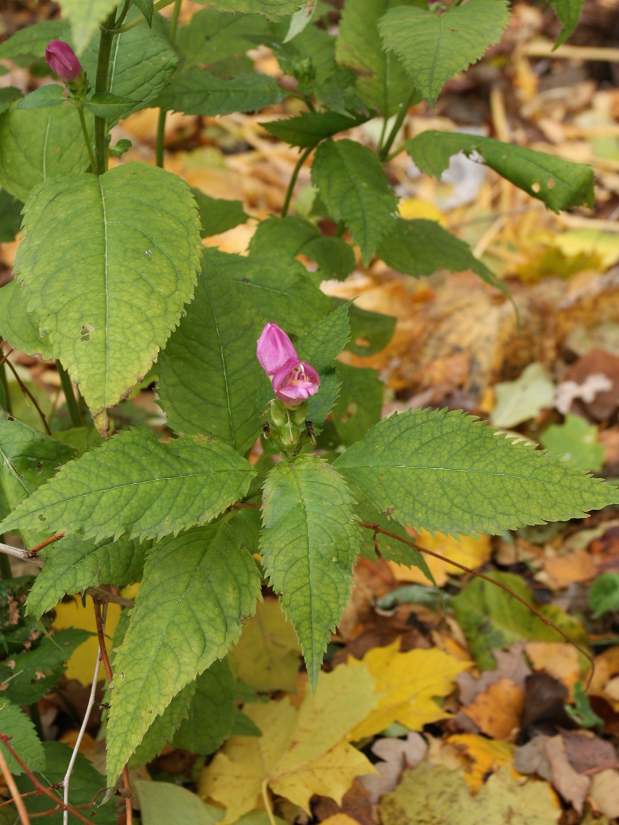 Image of Chelone obliqua specimen.