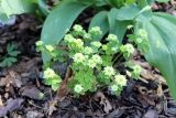 Thalictrum thalictroides