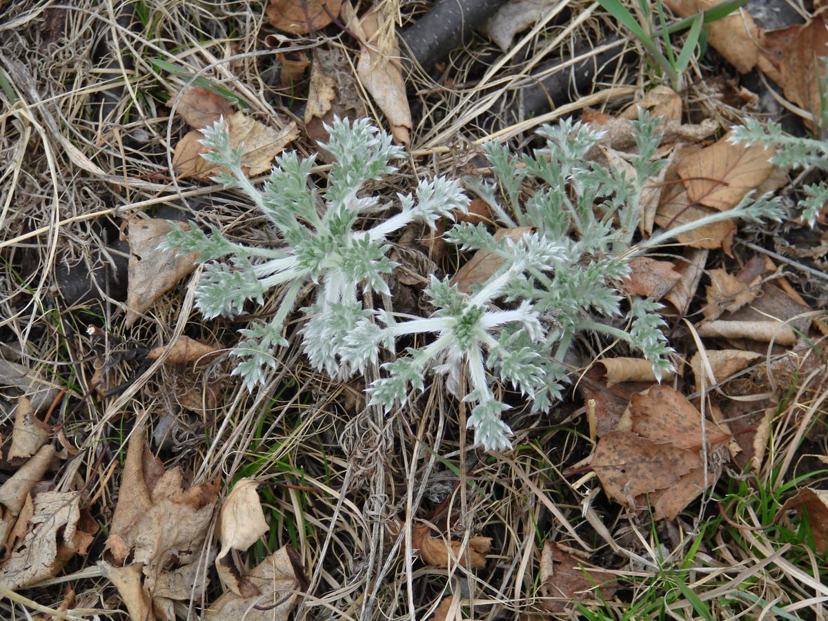 Изображение особи Artemisia sericea.