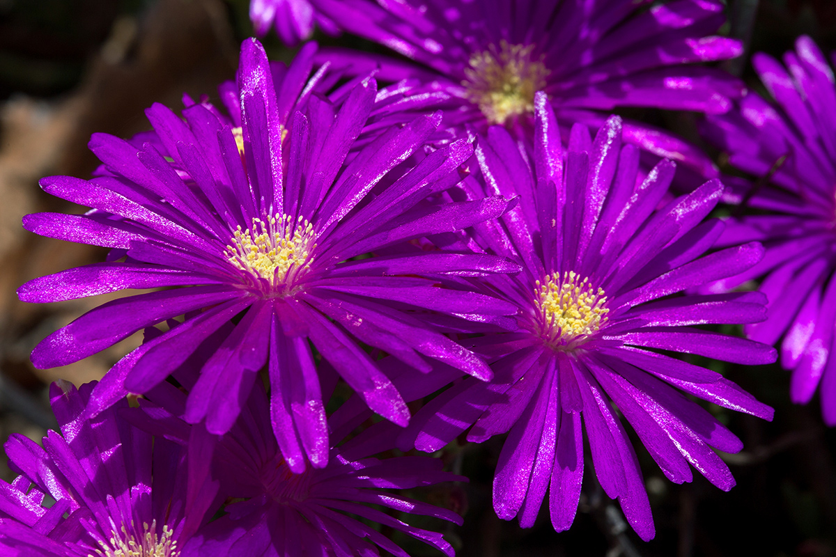 Image of Lampranthus productus specimen.