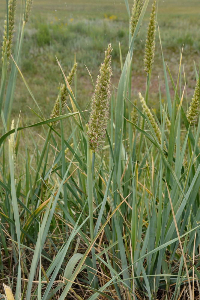 Image of genus Leymus specimen.