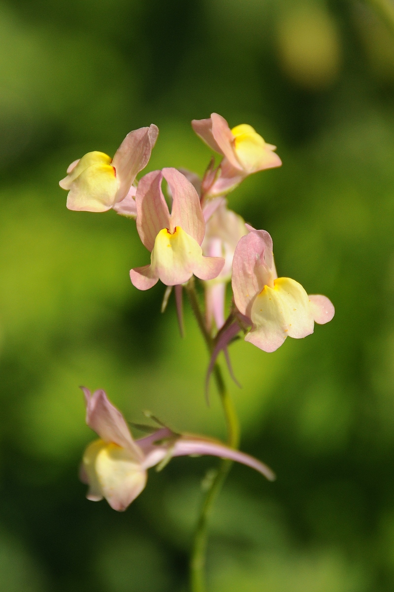 Image of Linaria maroccana specimen.