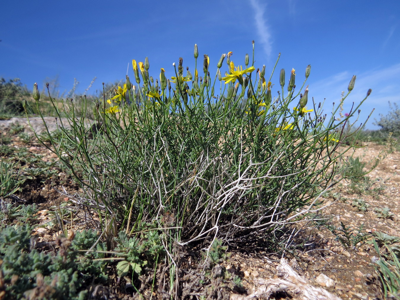 Image of Youngia akagii specimen.