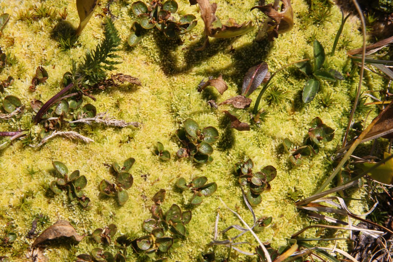 Image of Salix turczaninowii specimen.