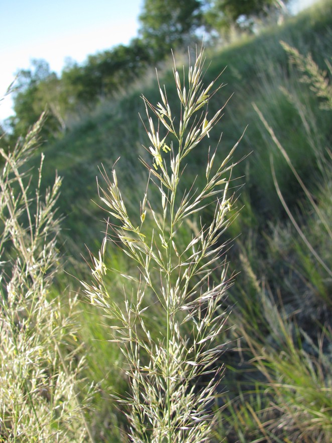 Image of Neotrinia splendens specimen.