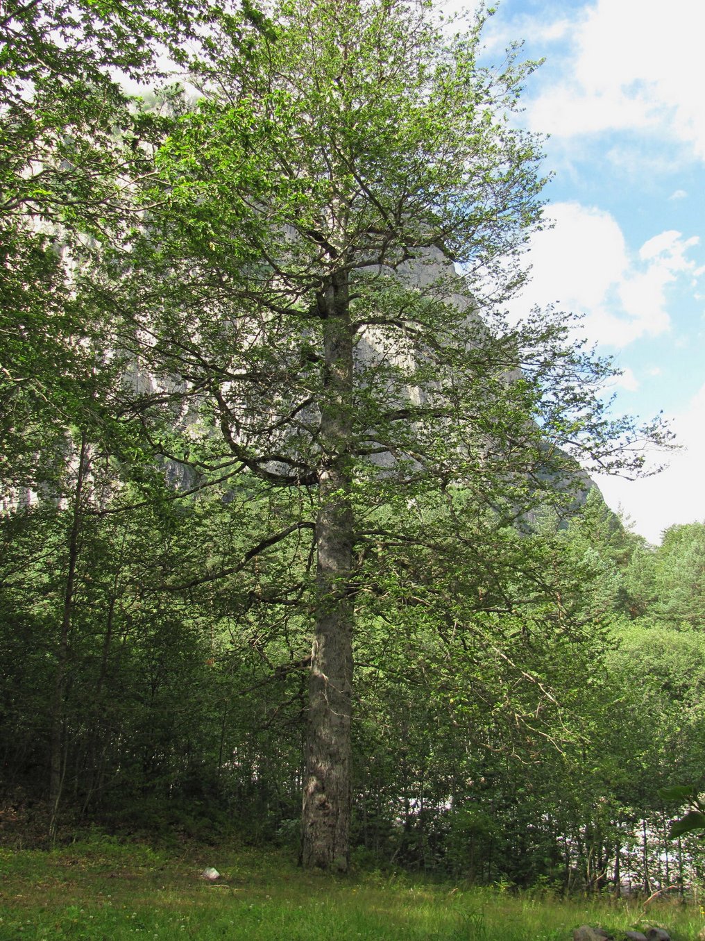 Изображение особи Fagus orientalis.