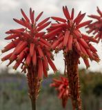 Aloe arborescens. Соцветия. Израиль, г. Тель-авив, парк Ариэля Шарона, в культуре. 20.02.2022.