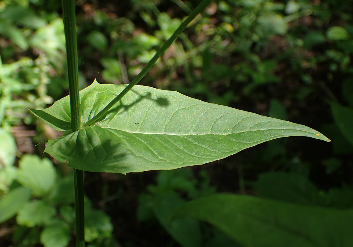 Image of Crepis paludosa specimen.
