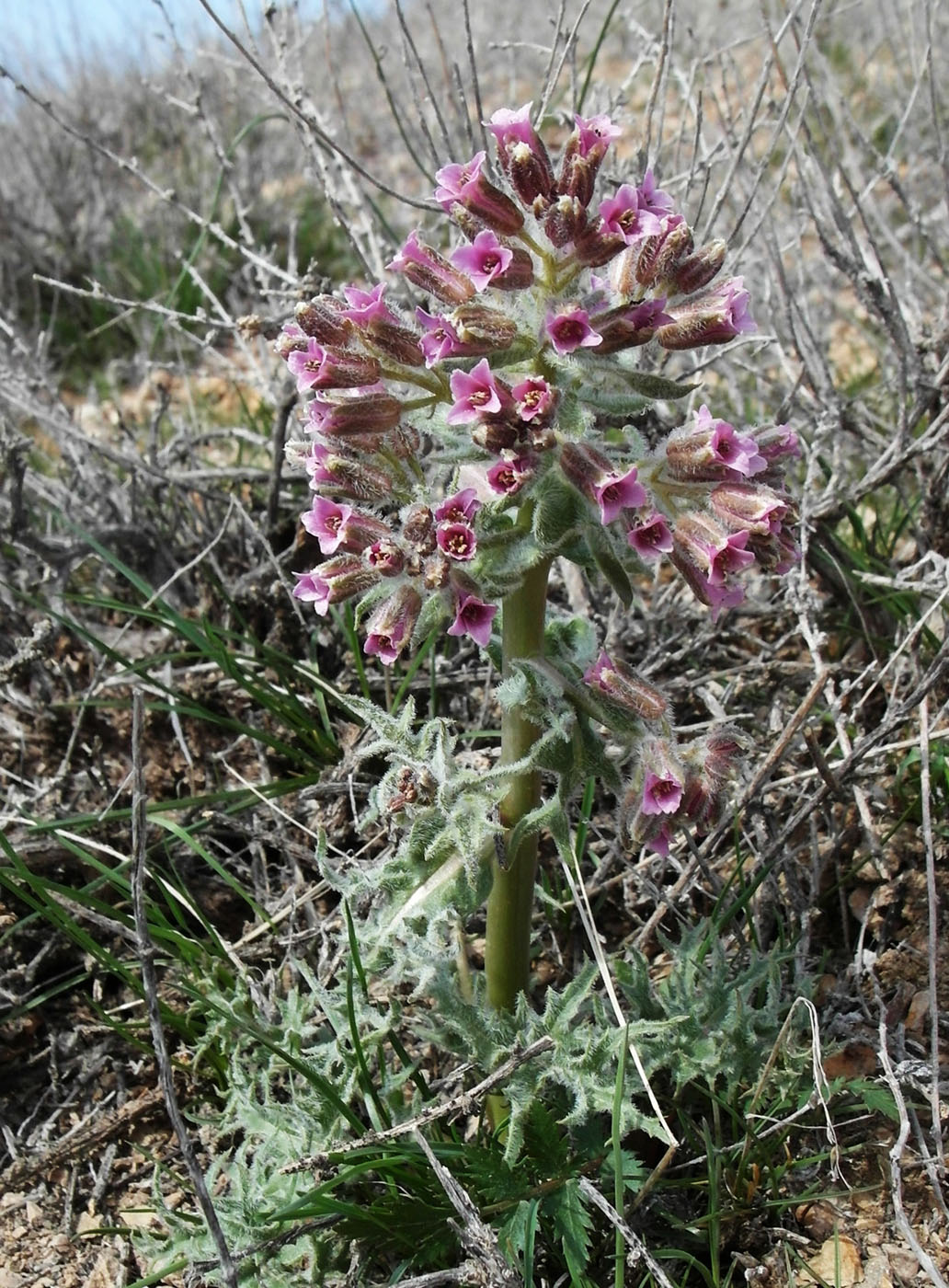 Изображение особи Megacarpaea megalocarpa.