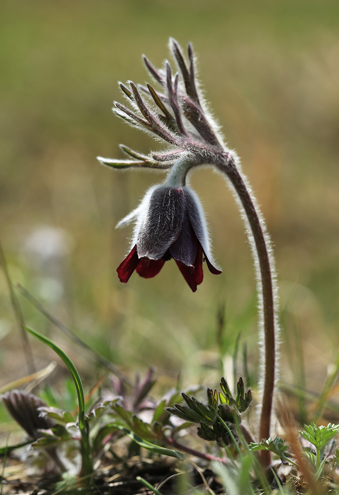 Изображение особи Pulsatilla cernua.