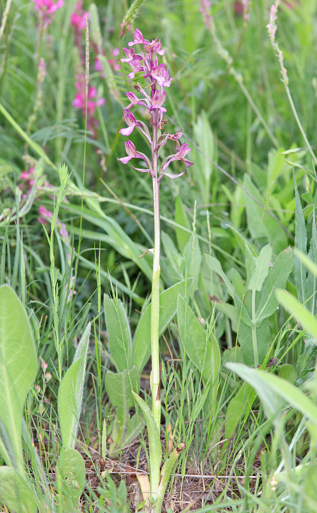 Image of Anacamptis &times; gennarii nothosubsp. orientecaucasica specimen.