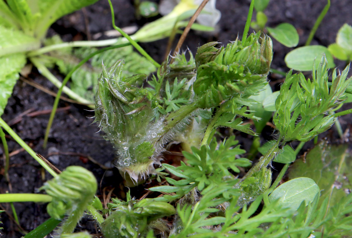 Изображение особи Pulsatilla regeliana.