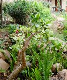 Crassula arborescens