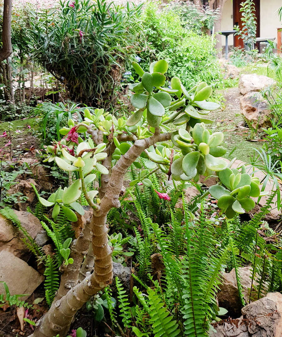 Image of Crassula arborescens specimen.