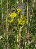 Crepis praemorsa. Общее соцветие с распустившимися корзинками и питающейся на них боярышницей. Красноярский край, Новоселовский р-н, окр. спортивно-оздоровительного лагеря \"Политехник\" Сибирского федерального университета, берег Убейского залива Красноярского водохранилища, вершина сопки, луг разнотравный. 05.06.2022.